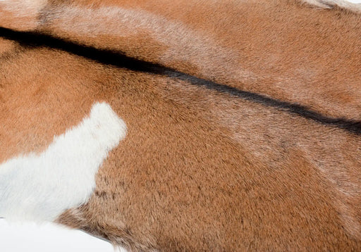 Rich brown goat skin rug #031