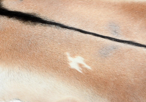 Lovely brown goat skin rug #031 close up